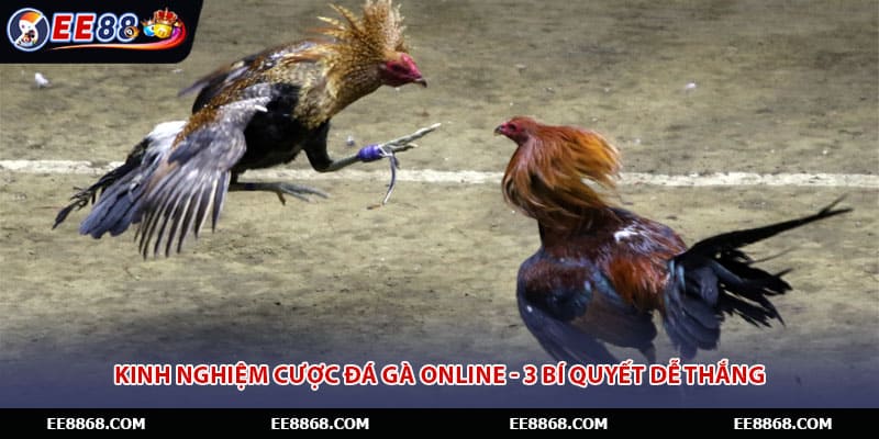 Kinh Nghiệm Cược Đá Gà Online - 3 Bí Quyết Dễ Thắng