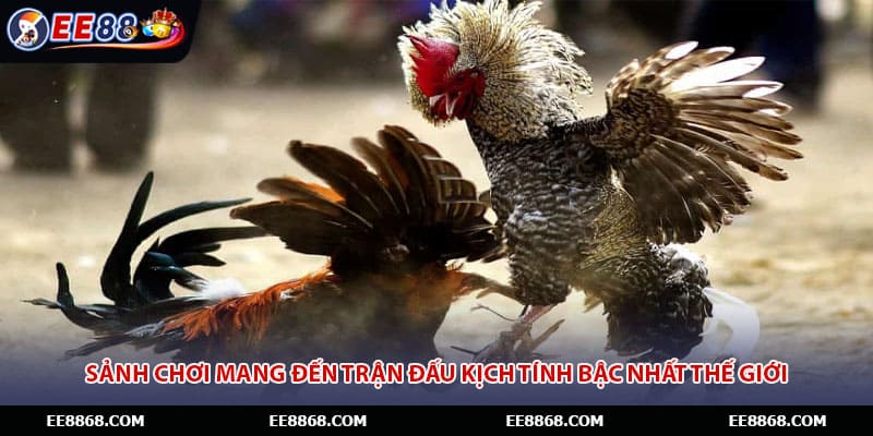 Sảnh chơi mang đến trận đấu kịch tính bậc nhất thế giới